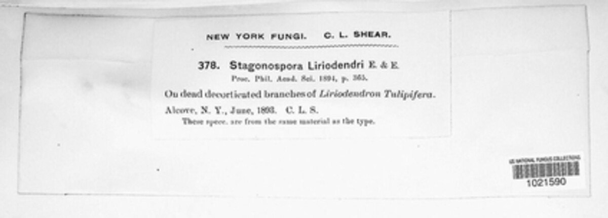 Stagonospora liriodendri image